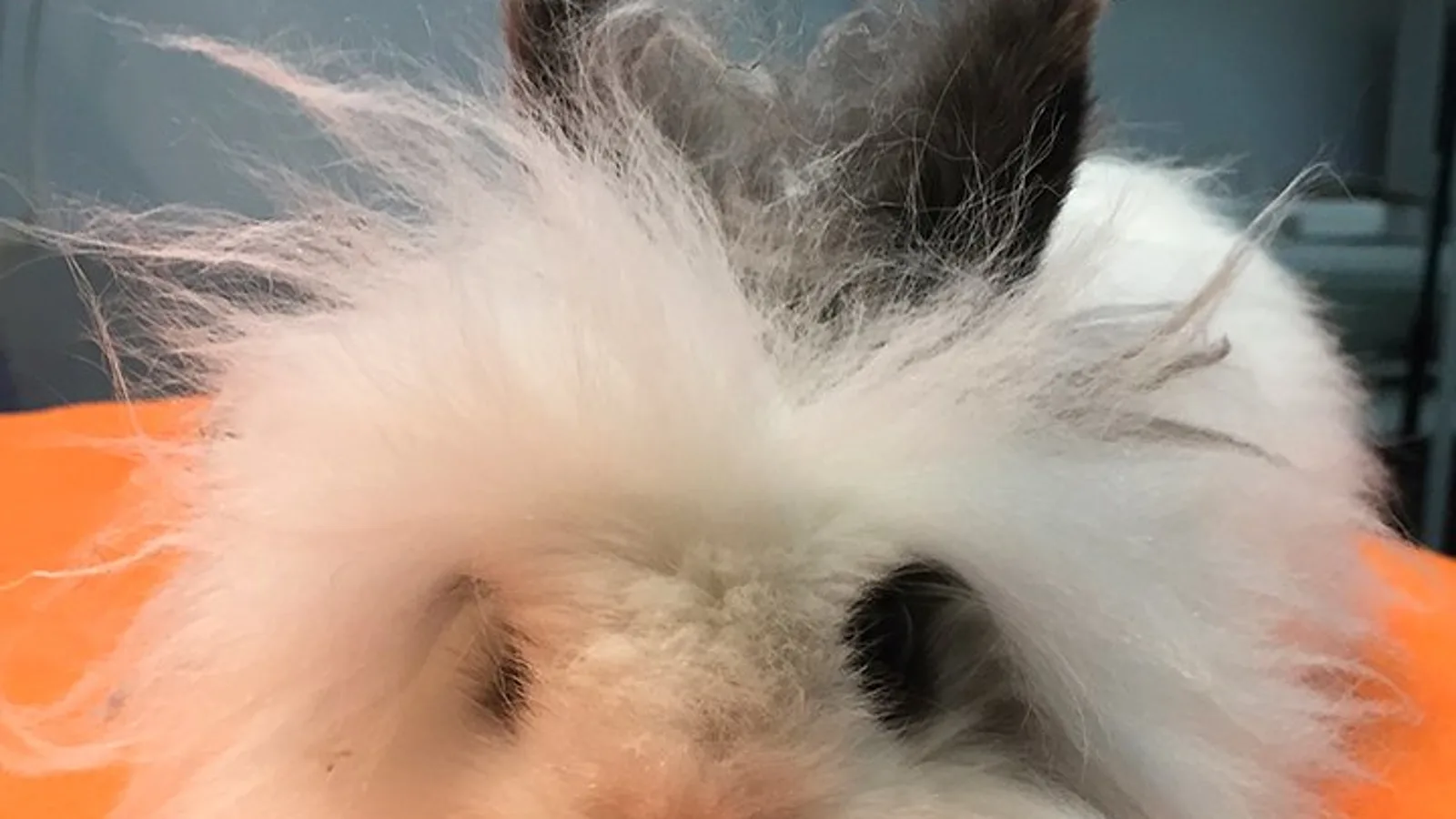 Hospital Veterinário de Oeiras - Imagem 1
